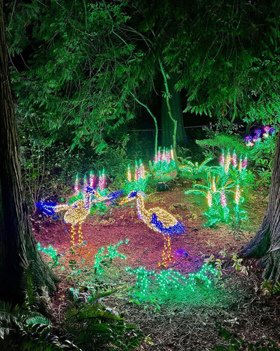 Bellevue Botanical Garden, Garden D'Lights