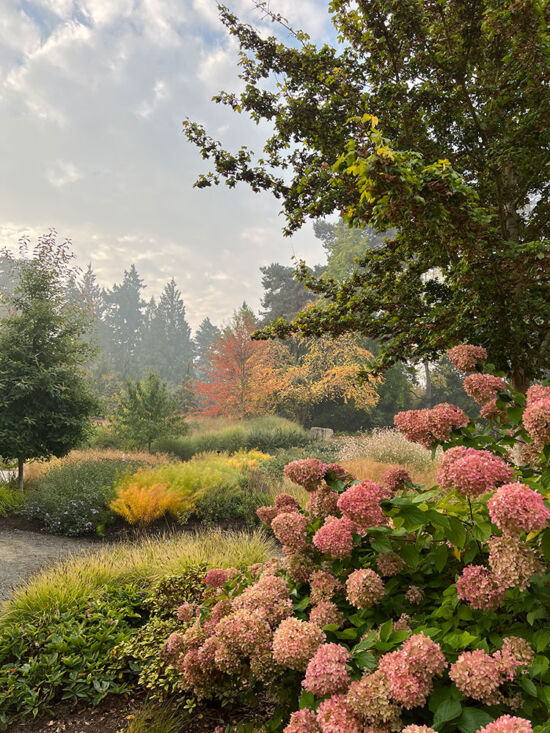 Bellevue Botanical Garden hydrangeas