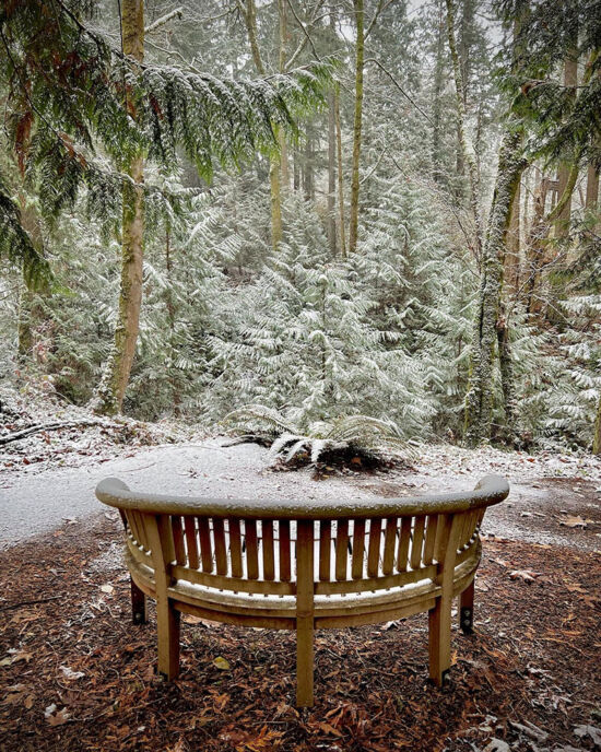 Bellevue Botanical Garden in winter