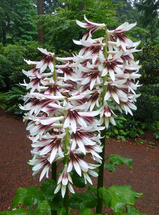 Cardiocrinum giganteum var. yunnanense