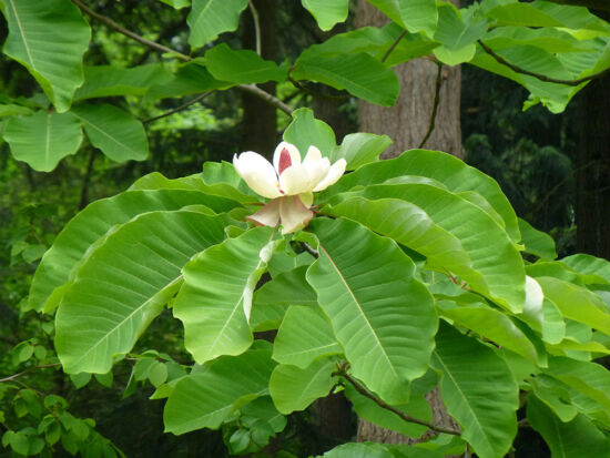 Magnolia obovata