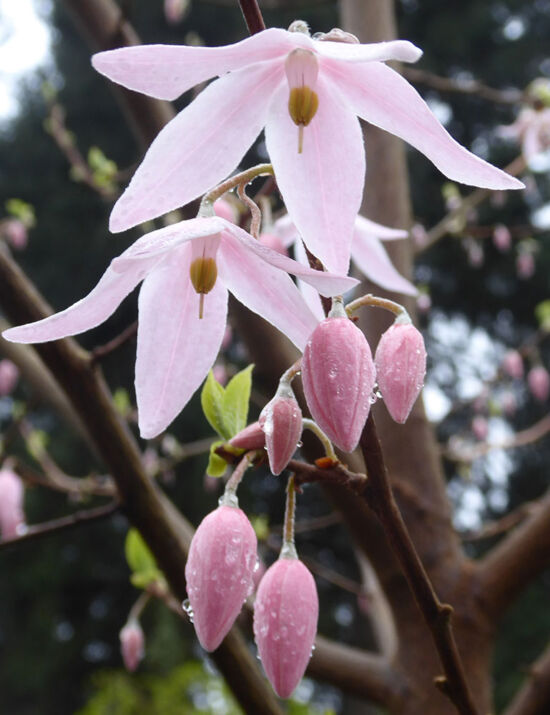 Melliodendron xylocarpum