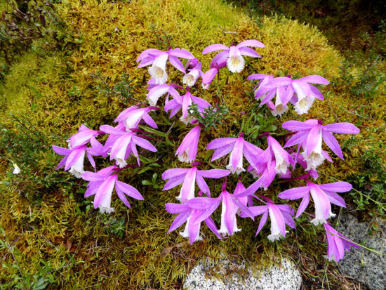 Pleione formosana in the Alpine Garden