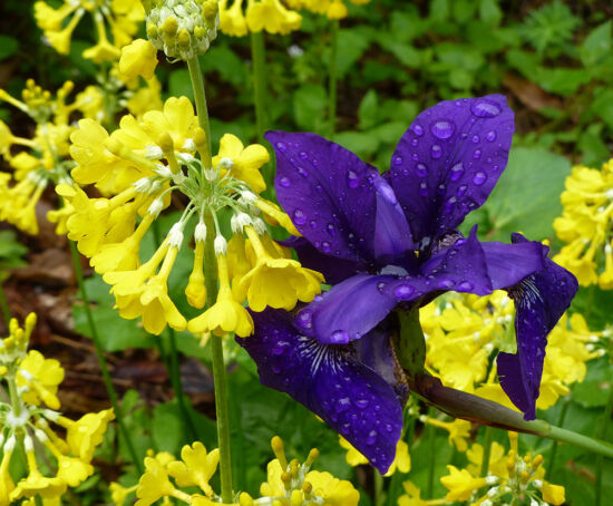 Primula prolifera with Iris sibirica