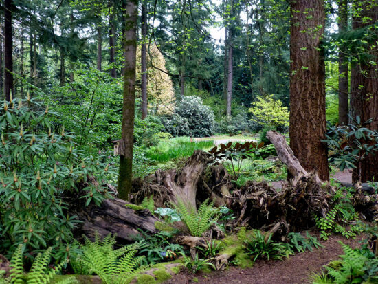 Rhododendron Species Botanical Garden