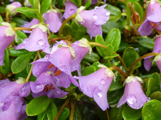 Rhododendron campylogynum