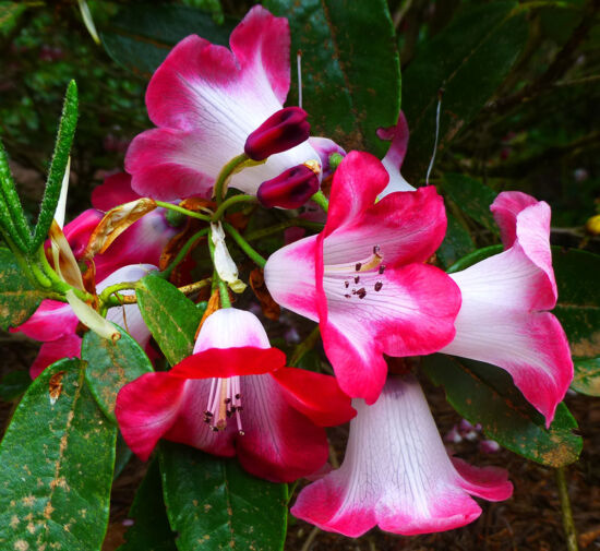 Rhododendron cerasinum