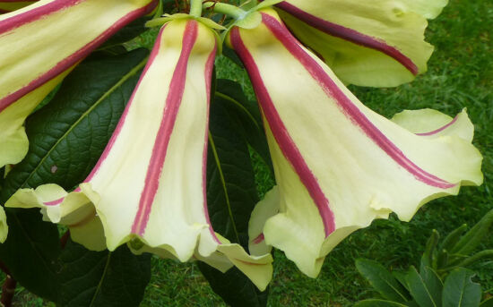 Rhododendron dalhousiae var. rhabdotum
