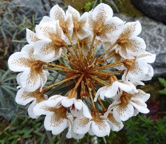 Rhododendron himantodes