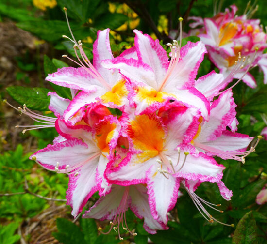 Rhododendron occidentale