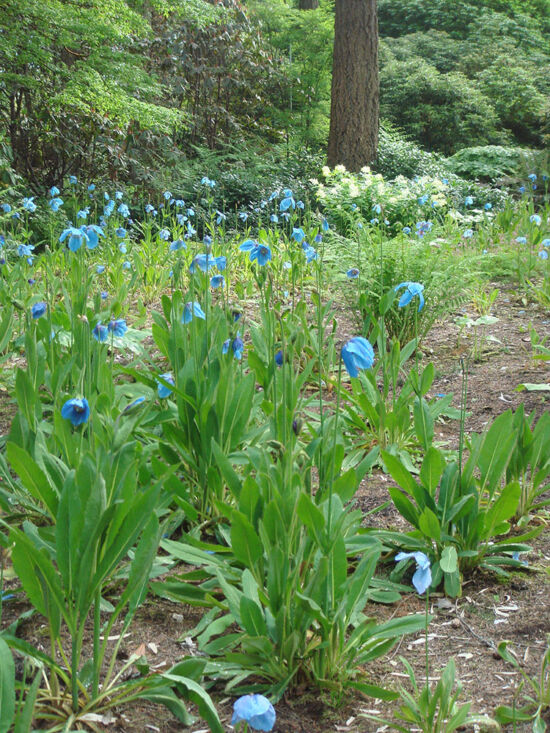 The Meconopsis Meadow, RSBG