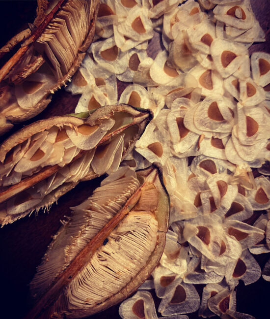 Cardiocrinum seeds and seed pods