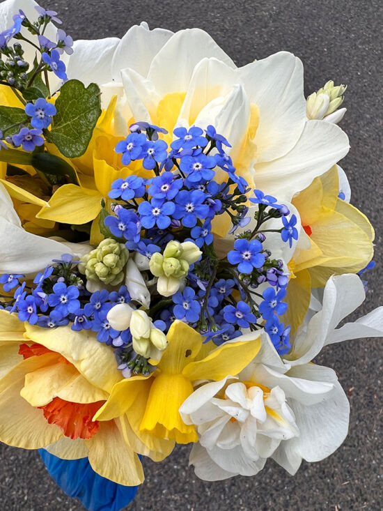 Spring bouquet, daffodils and forget-me-nots