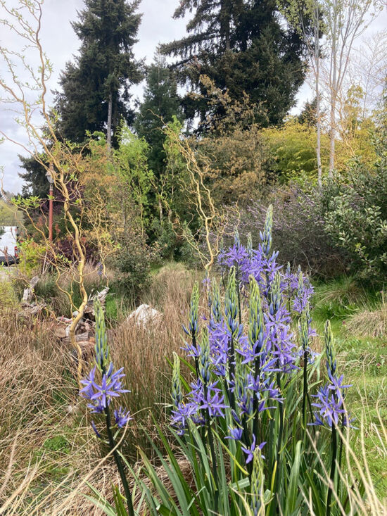 Camas in spring