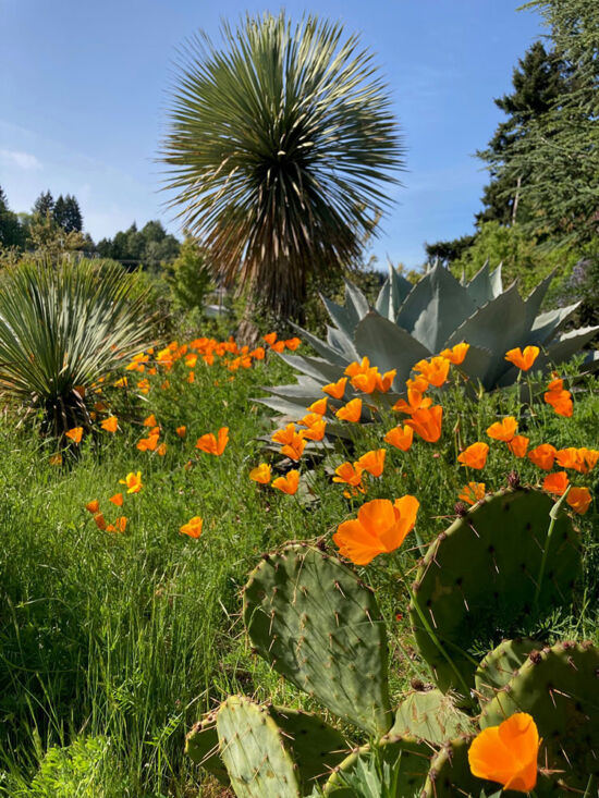 Desert garden in flower