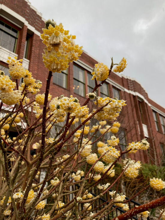 Edgeworthia and hotel