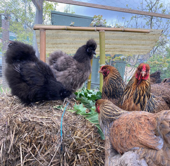 Kitchen Garden chickens