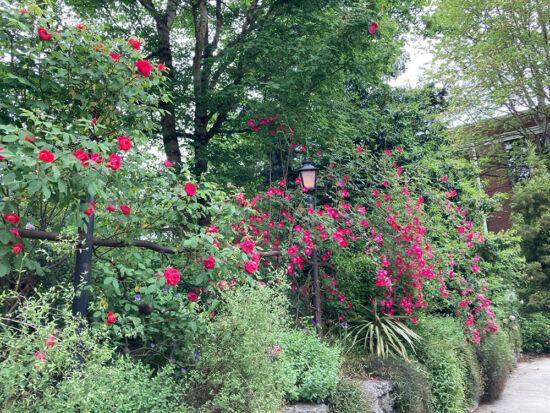 Roses in June