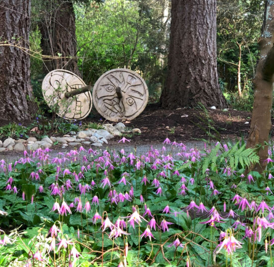 Erythronium revolutum