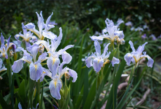 Iris douglasiana