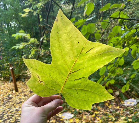 Liriodendron tulipifera