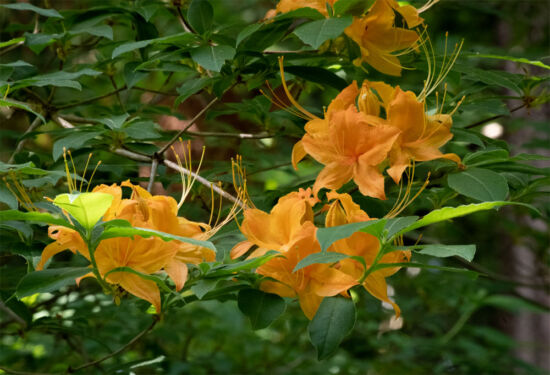 Rhododendron calendulaceum