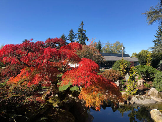 Maples at Mukai Farm & Garden