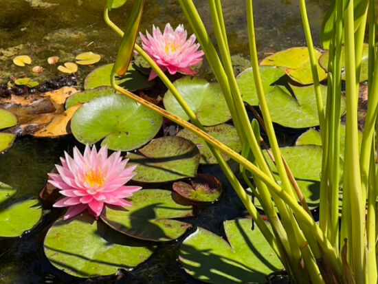 Water lilies