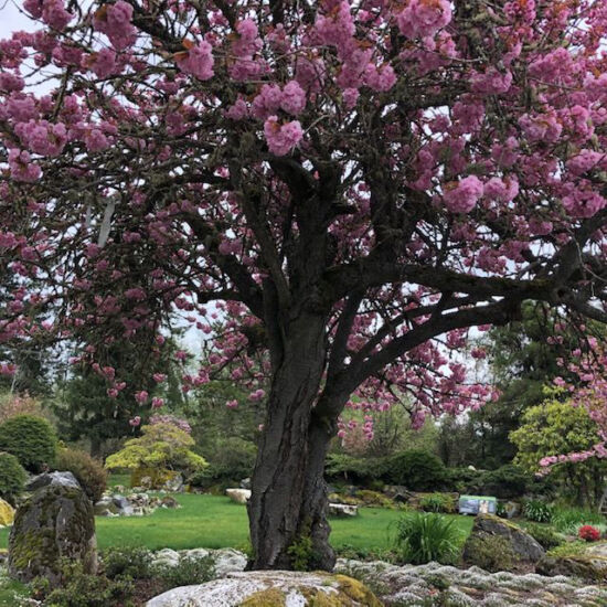 Cherry tree in bloom