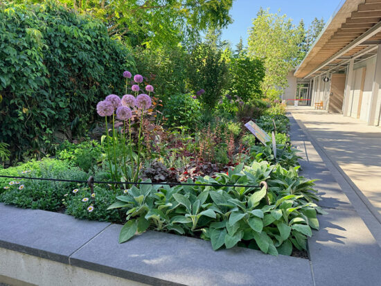 Wide view of the Habitats at Home exhibit beside a paved walkway at Bellevue Botanical Garden, with layered shrubs, perennials, grasses, and flowers.