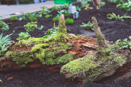 Moss-covered log set among low plants and dark soil to create shelter and decomposing-wood habitat.