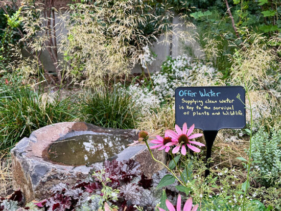 Shallow stone basin filled with water and surrounded by grasses, coneflowers, and leafy perennials in the habitat garden.