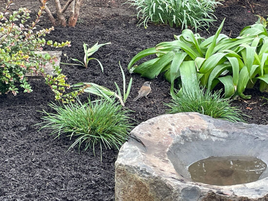 Small gray-brown bird standing on dark mulch beside the stone water basin, ornamental grasses, and broad-leaved plants.
