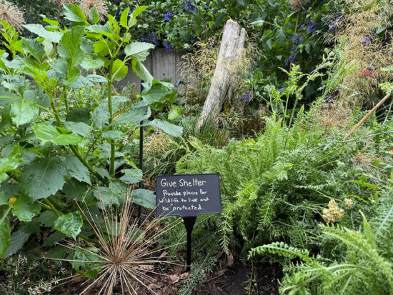 Dense, layered habitat planting with groundcovers, leafy perennials, shrubs and woody stems at several heights.