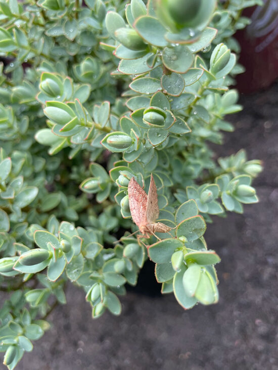 Brown winged insect resting on rain-speckled green leaves in the newly planted Habitats at Home exhibit.