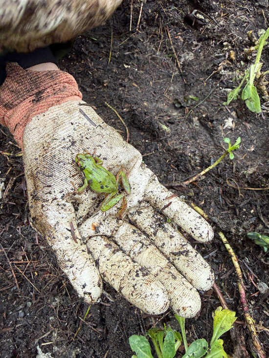 Small green frog sitting on a soil-covered gardening glove above the newly worked garden bed during installation.