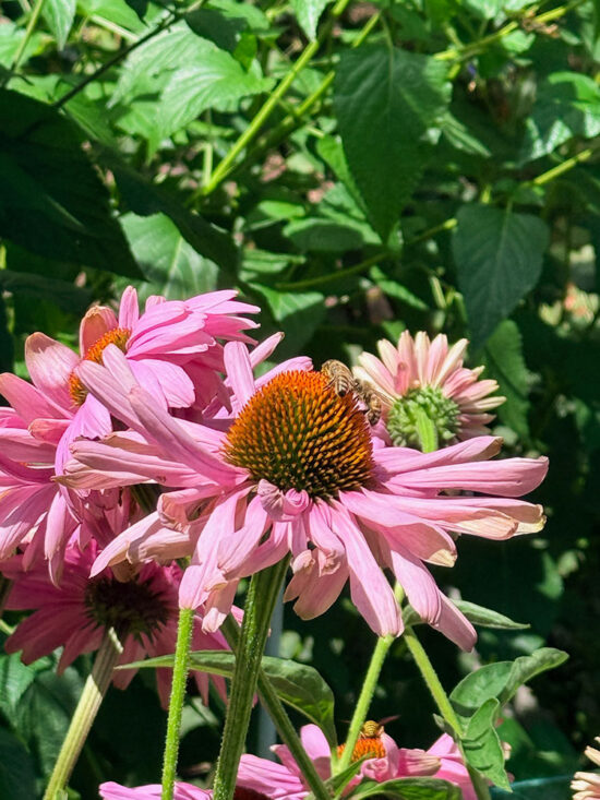 Two bees feeding on the raised orange centers of pink coneflowers in the pollinator garden.